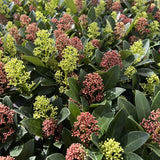 1x - Terrasplant - Skimmia japonica Festival - Bloem Wit & Rood - 15+ Bloemen - 1 Plant - Winterhard - Pot 15cm Hoogte 30cm