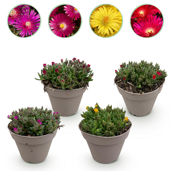 Green boutiQ - Bodembekker - Winterhard - Delosperma - 4 Planten - Kleuren Rood - Geel - Paars - Roze - Weinig Onderhoud - Pot 14 Hoogte 17