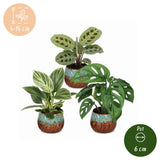 Baby plantes surprise avec cache-pots cuivre - lot de 3 mini plantes tropicales