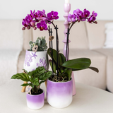 Orchidée Phalaenopsis rose-violet Mineral Vienna - cache-pot Gradience lilas et boîte cadeau - pot Ø9 cm