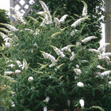 Green boutiQ - Havetplante - Buddleja davidii White Profusion - Sommerfuglebuske - Vinterhård - Hvid - 3 Planter - Potte 17cm - Højde 45cm
