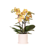 Orchidée Phalaenopsis jaune Blossom Lima avec cache-pot Melody crème - H 40 cm, pot Ø9 cm