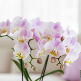 Kolibri Orchids | Roze orchidee Portugal + Bloom sierpot - potmaat Ø9cm | bloeiende kamerplant - vers van de kweker