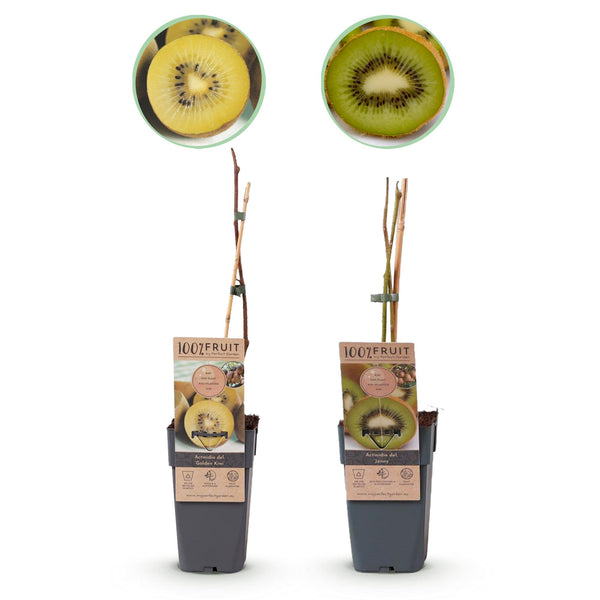 Green boutiQ - Fruitplant - Groene & Gele Kiwi - Actinidia deliciosa Jenny & Golden Kiwi  - 2 planten  - Pot 15cm Hoogte 50cm