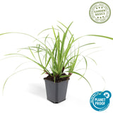 Laîche du Japon Ice Dance en godet - Carex morrowii - H 10-25 cm, pot Ø9 cm - photo 2