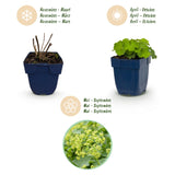 Alchémille - Alchemilla mollis - H 15-25 cm, pot Ø11 cm - photo 4