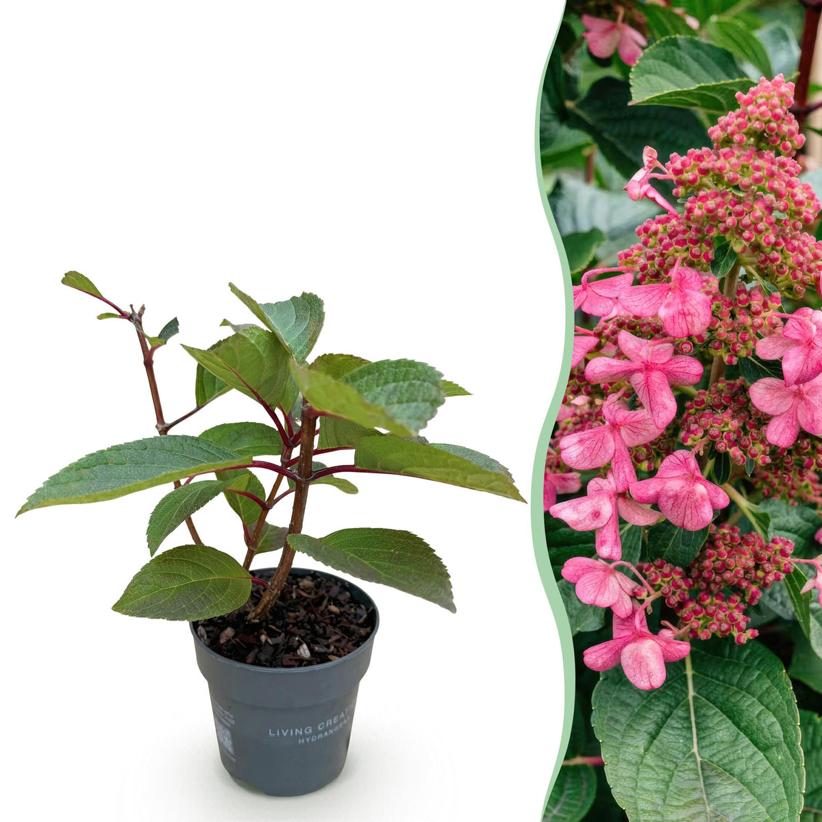 Hortensia paniculé Living Infinity - H 20-30 cm, pot Ø12 cm