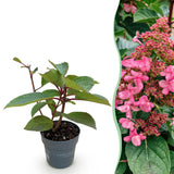 Hortensia paniculé Living Infinity - H 20-30 cm, pot Ø12 cm
