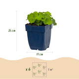 Alchémille - Alchemilla mollis - H 15-25 cm, pot Ø11 cm - photo 3
