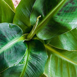 Green BoutiQ - Kamerplanten - Musa acuminata Dwarf Cavendisch - Bananenplant - Weinig onderhoud - Groen - 1 Plant - met Potter Grijs - Pot 21cm - Hoogte 70-75cm