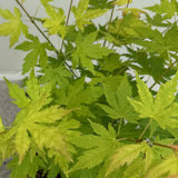 Green boutiQ - Terrasplant - Japanse Esdoorn - Acer palmatum Orange Dream - Oranje - 2 Planten - Bladverliezend - Pot 19cm Hoogte 70cm