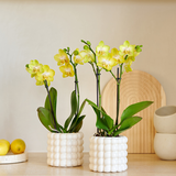 Orchidées Phalaenopsis jaunes Blossom Albenga - lot de 2 en cache-pots Poppy blancs