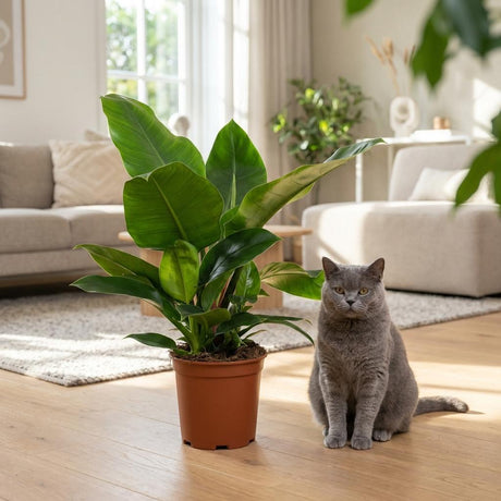 Green boutiQ - Kamerplant - Philodendron - Philodendron Imperial Green - Groen - Weinig onderhoud - 1 Plant - met Mand - Pot 19cm - Hoogte 65cm