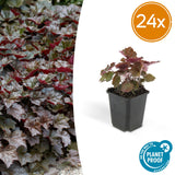Heuchère Palace Purple en godet - Heuchera micrantha - H 10-25 cm, pot Ø9 cm