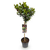 Green boutiQ - Tuinplant - Ilex meserveae Blue Maid - Plant op stam - Terras Plant - Bladverliezend - Weinig Onderhoud - Pot 19cm Hoogte 90cm