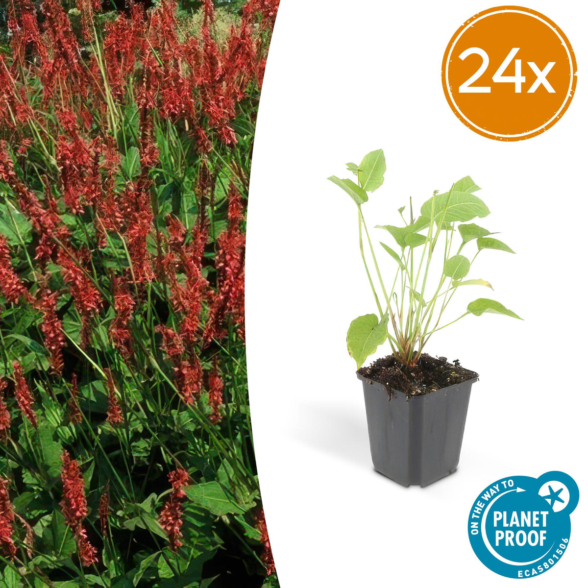 Persicaire amplexicaule en godet - Persicaria amplexicaulis - H 10-25 cm, pot Ø9 cm - photo 7