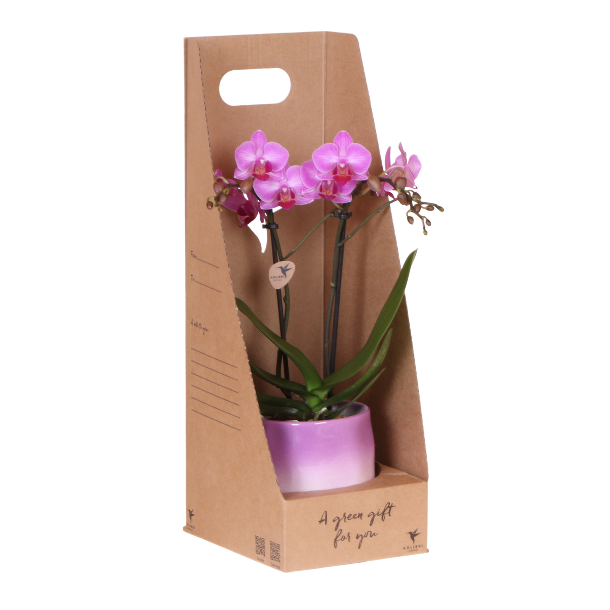 Orchidée Phalaenopsis rose-violet Mineral Vienna - cache-pot Gradience lilas et boîte cadeau - pot Ø9 cm