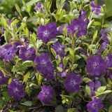 Petite pervenche Atropurpurea en godet - Vinca minor - H 10-25 cm, pot Ø9 cm - photo 6