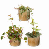 Baby Peperomia avec cache-pots Linnea miel - Hope, Pepperspot et prostrata - lot de 3
