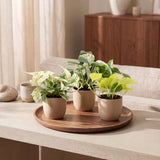 Pothos tricolore - Epipremnum - lot de 3
