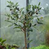 Olivier artificiel h65cm pot inclus