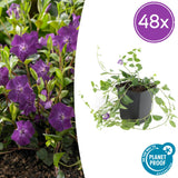 Petite pervenche Atropurpurea en godet - Vinca minor - H 10-25 cm, pot Ø9 cm
