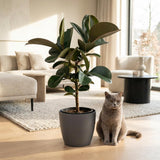 Green boutiQ - Kamerplant - Rubberplant - ficus Elastica Cloe - Groen - Weinig onderhoud - 1 Plant - Pot 19cm - Hoogte 65cm