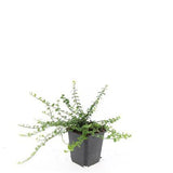 Fusain rampant Minimus en godet - Euonymus fortunei - H 10-25 cm, pot Ø9 cm - photo 3