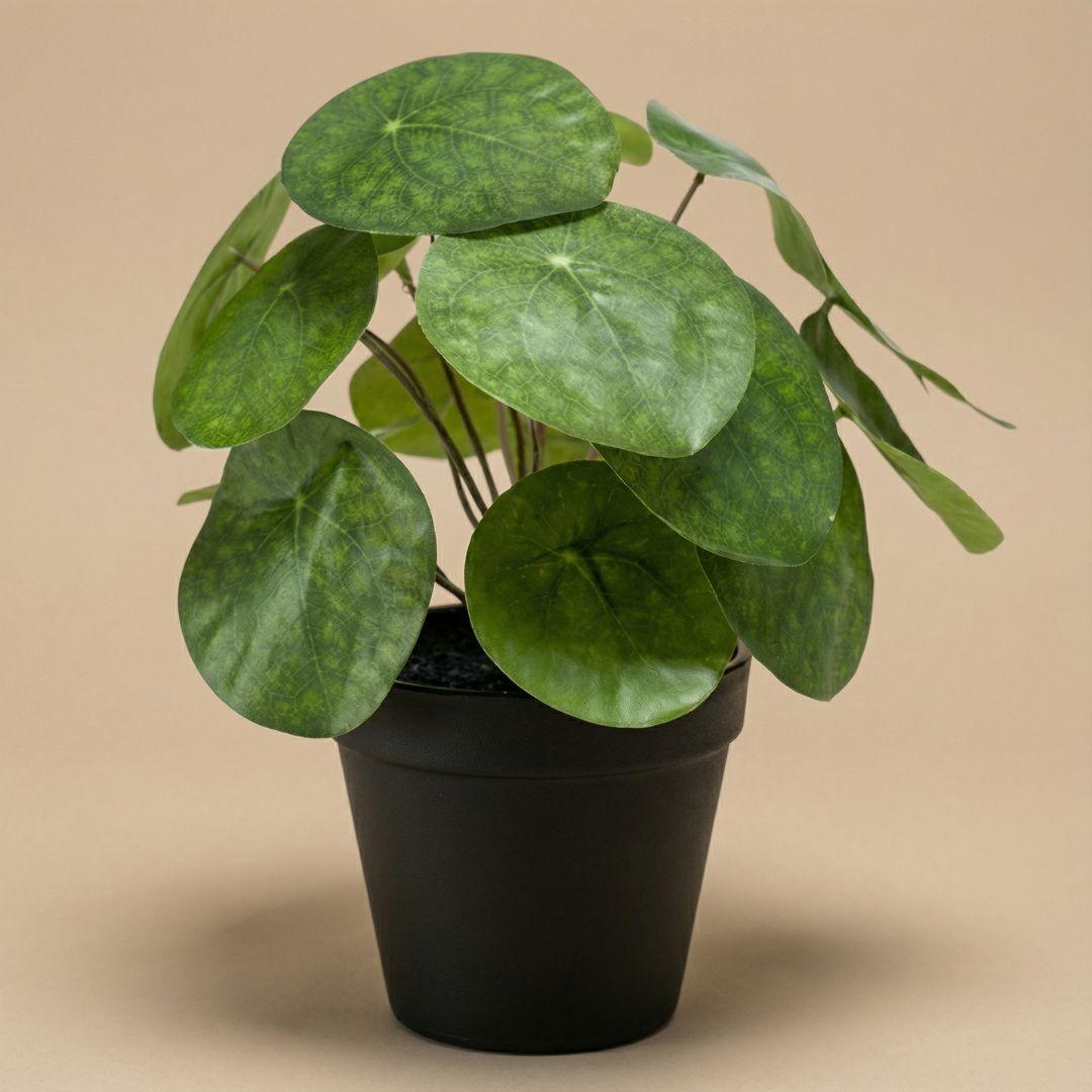 Pilea artificiel h25cm pot inclus