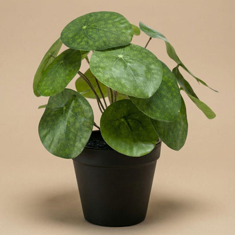 Pilea artificiel h25cm pot inclus