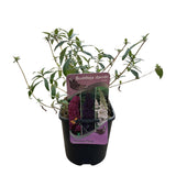 Green boutiQ - Vlinderstruik - Buddleja davidii Tricolour - Bloem Roze , Wit en Paars - 3 Planten - 1m2 - Bladverliezend - Vlinderlokkend -  Pot 17cm Hoogte 30cm