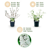 Green boutiQ - Havetplante - Buddleja davidii White Profusion - Sommerfuglebuske - Vinterhård - Hvid - 3 Planter - Potte 17cm - Højde 45cm