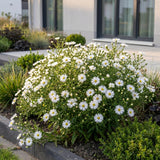 Aster nain blanc Schneekissen - H 15-25 cm, pot Ø11 cm