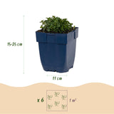 Campanule des murs - H 15-25 cm, pot Ø11 cm