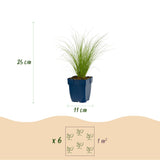 Stipa Ponytails - Cheveux d'ange - H 15-25 cm, pot Ø11 cm - photo 3