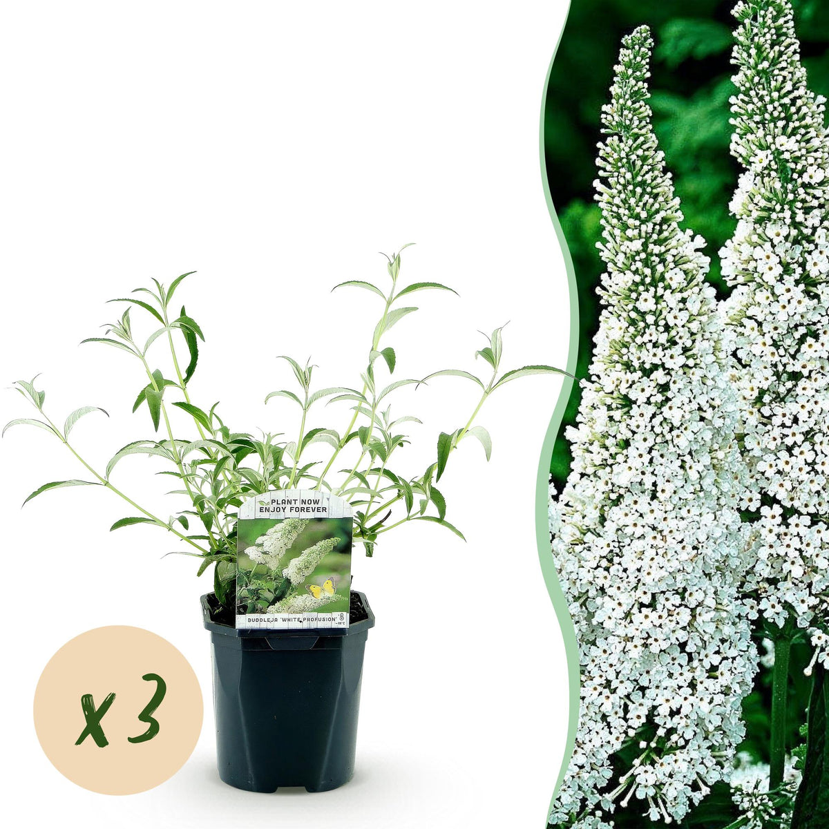 Green boutiQ - Havetplante - Buddleja davidii White Profusion - Sommerfuglebuske - Vinterhård - Hvid - 3 Planter - Potte 17cm - Højde 45cm