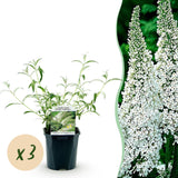 Green boutiQ - Havetplante - Buddleja davidii White Profusion - Sommerfuglebuske - Vinterhård - Hvid - 3 Planter - Potte 17cm - Højde 45cm