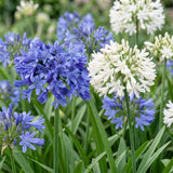 Agapanthes en duo bleu et blanc - H 15-25 cm, pot Ø11 cm