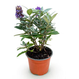 Green boutiQ - Haveplante - Buddleja davidii Butterfly Candy Little Lila - Sommerfuglekrat - Kompakt - Lilla - 1 Plante - Potte 12cm - Højde 20-25cm
