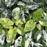 Baby Alocasia Tricolour Variegata avec cache-pots Linnea olive - lot de 3 mini plantes