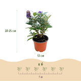 Green boutiQ - Haveplante - Buddleja davidii Butterfly Candy Little Lila - Sommerfuglekrat - Kompakt - Lilla - 1 Plante - Potte 12cm - Højde 20-25cm