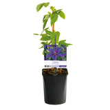 Green boutiQ - Klimplant - Clematis Mrs. N. Thompson - Bloem Roze - Weinig onderhoud -2 planten -  Pot 11cm Hoogte 40cm