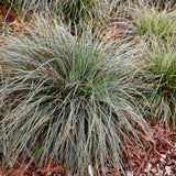 Green boutiQ - Siergrassen - Carex oshimensis Everest - Wit en Groen - 4 Planten - Bladhoudend - Weinig Onderhoud - Pot 17cm Hoogte 50cm