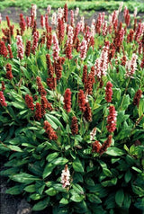Renouée Darjeeling Red en godet - Persicaria affinis - H 10-25 cm, pot Ø9 cm - photo 6