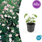 Anémone du Japon Robustissima en godet - Anemone tomentosa - H 10-25 cm, pot Ø9 cm