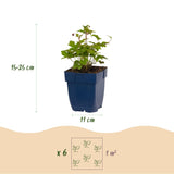 Anémone du Japon Splendens - H 15-25 cm, pot Ø11 cm - photo 3