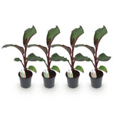 Green boutiQ - Fruitplant - Bananen plant - Ensete ventricosum Maurelli - Winterhard - 4 planten - Pot 17cm Hoogte 40cm