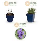 Lavande naine Dwarf Blue - Lavandula angustifolia - H 15-25 cm, pot Ø11 cm - photo 4