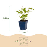 Anémone du Japon Honorine Jobert - H 15-25 cm, pot Ø11 cm - photo 3