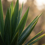Green boutiQ - Kamerplant - Yucca (Palmlelie) - Yucca Elephantipes - Groen - Weinig onderhoud - 1 Plant - Pot 21cm - Hoogte 80 - 90cm